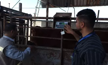 الاقتصاد: طواقم دائرة القياس تجري جولات تفتيشية لقبانات مزارع المواشي في قطاع غزة